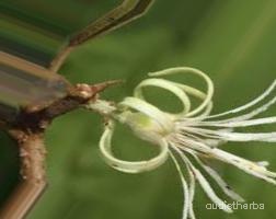 augmented_Alangium lamarckii flower3_0_4412.jpeg